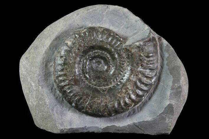 Jurassic Ammonite (Hildoceras) - England #81305